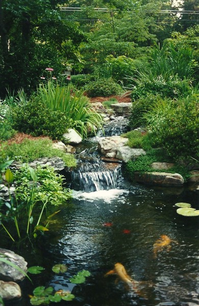 koi pond with waterfall